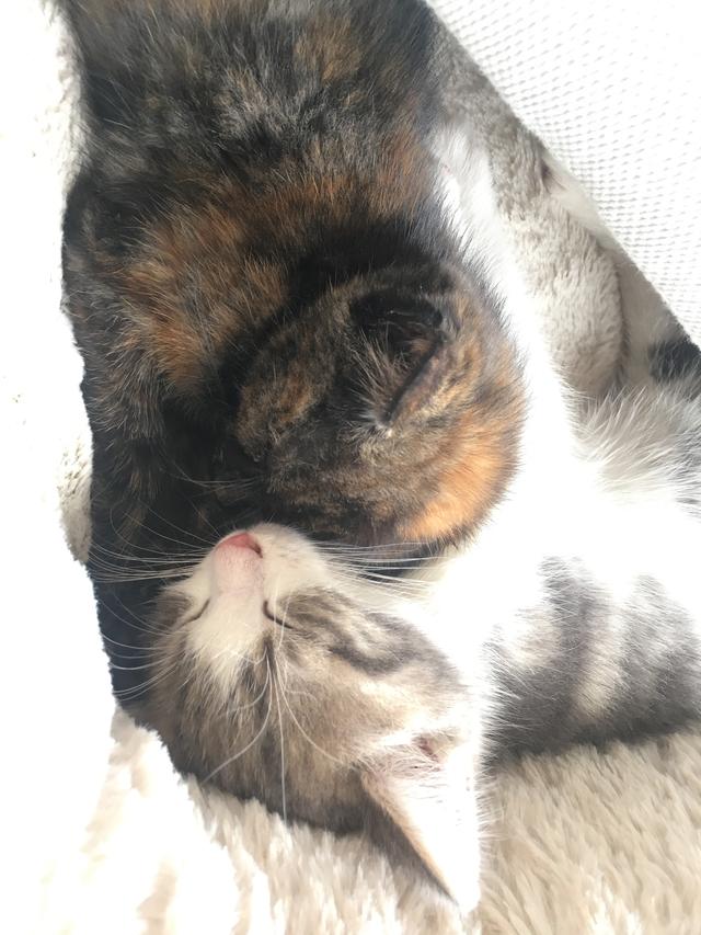 Picture for question