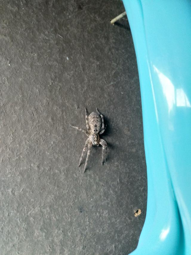 Picture for question