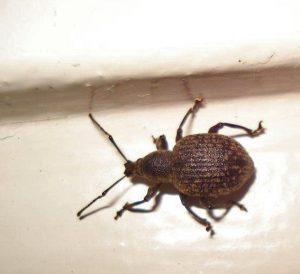 Plaatje bij antwoord