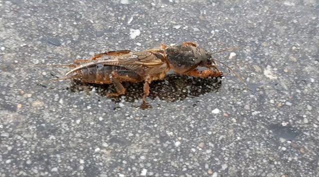 Picture for question