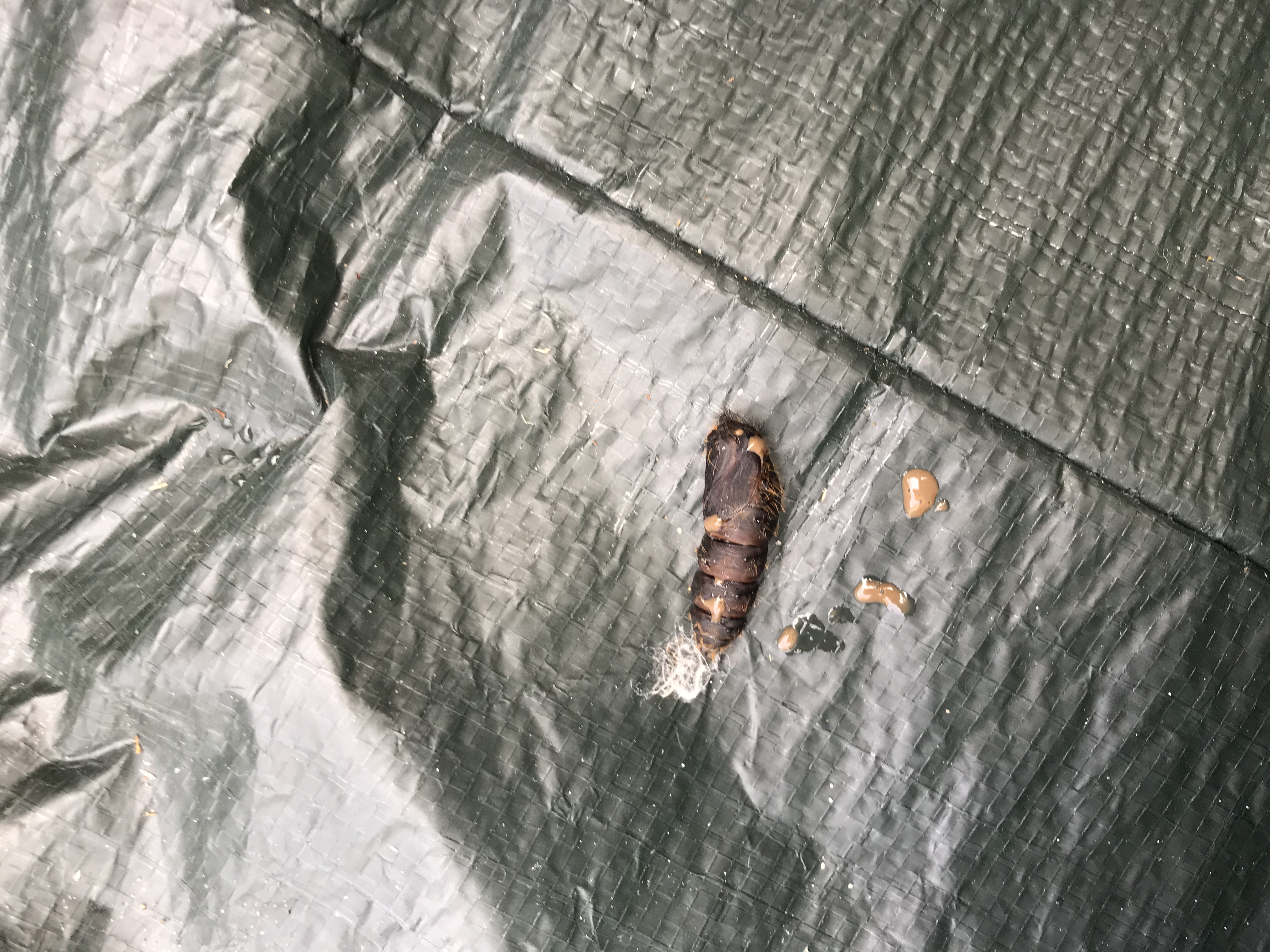 Picture for question