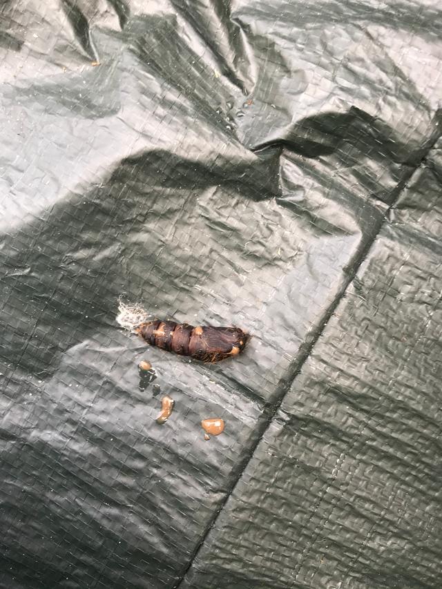 Picture for question