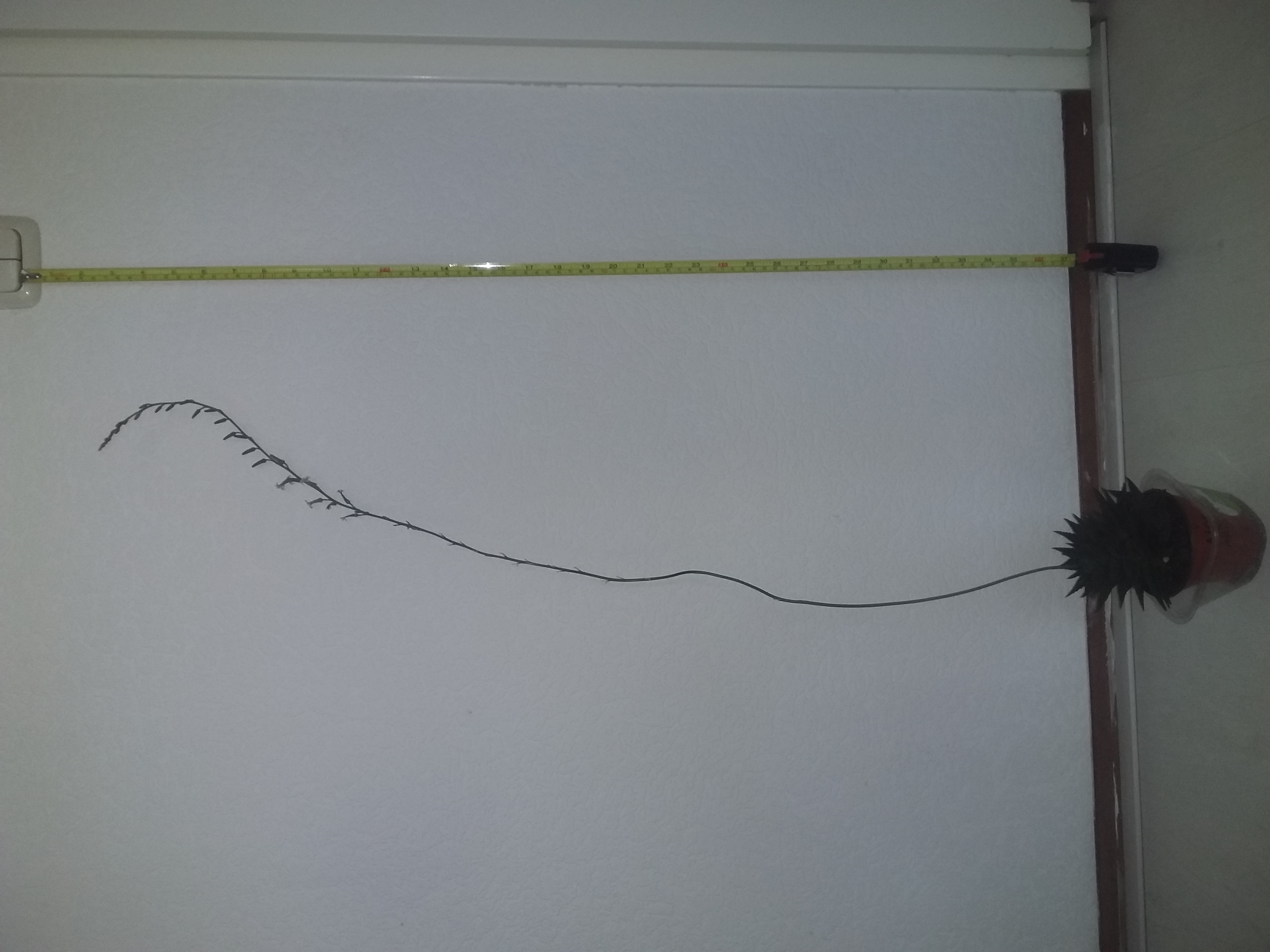 Picture for question