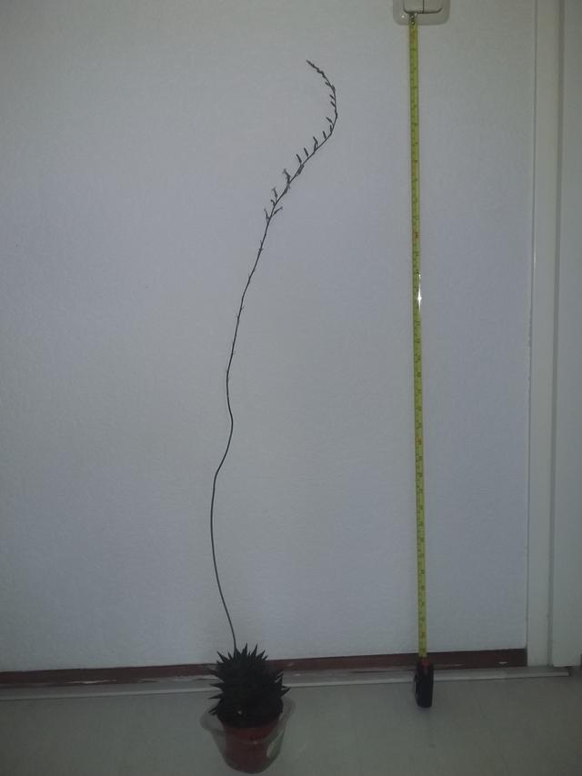 Picture for question