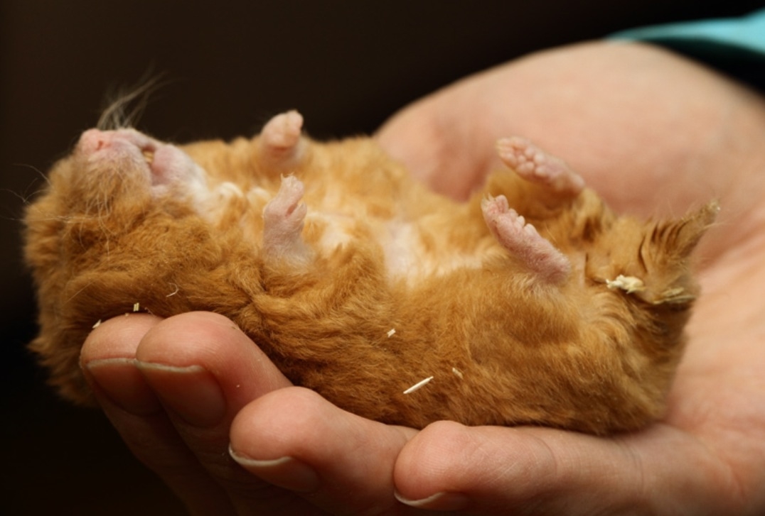 Plaatje bij antwoord