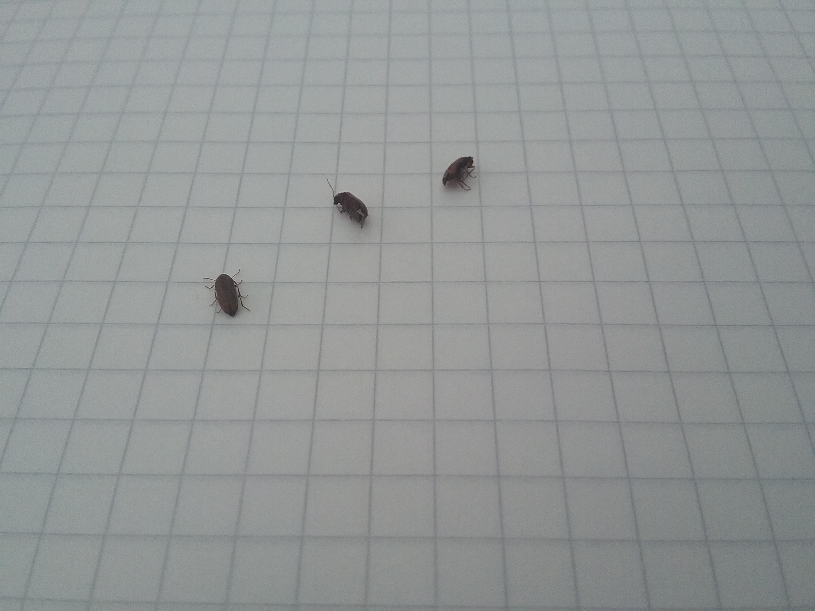 Picture for question