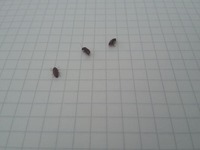 Picture for question