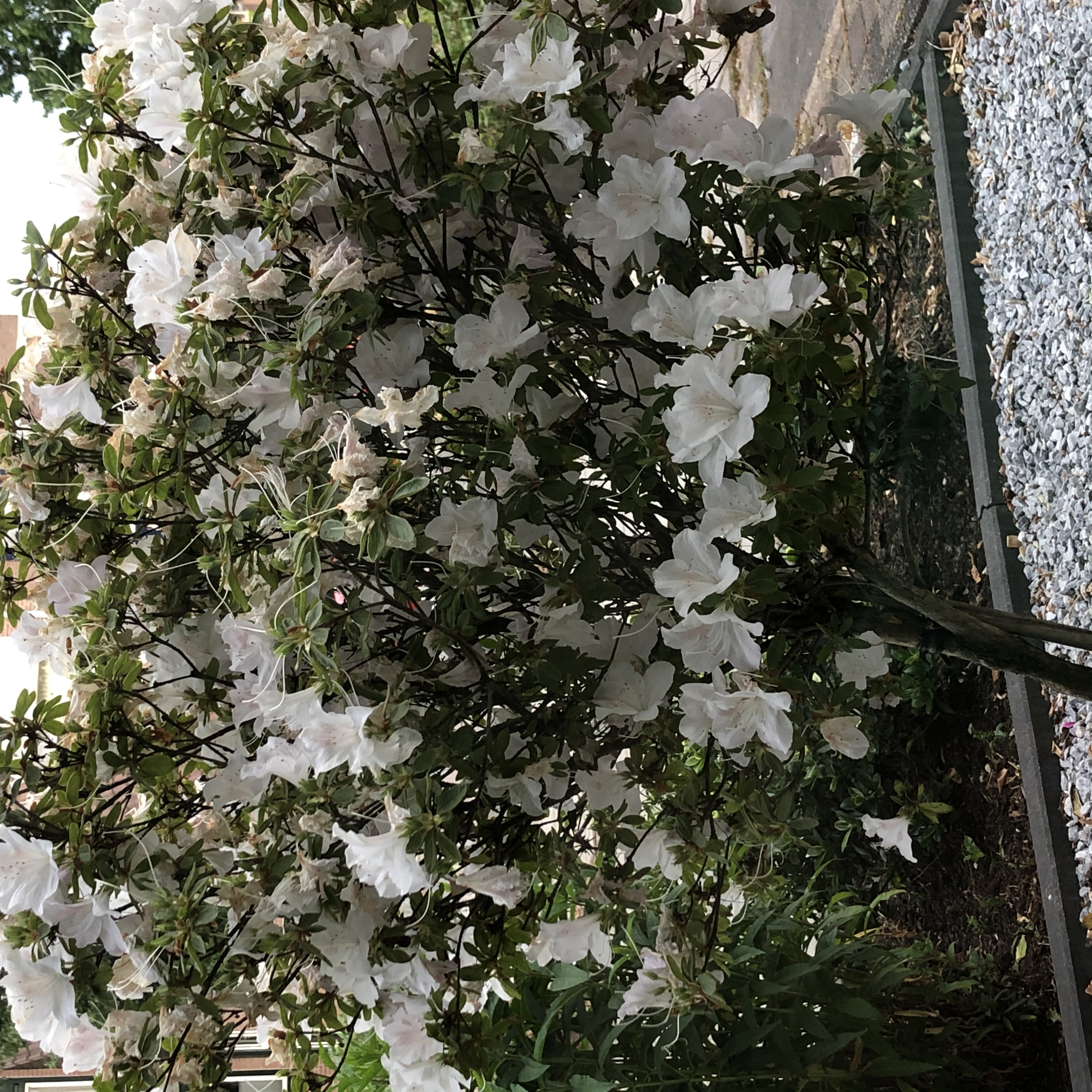 Picture for question