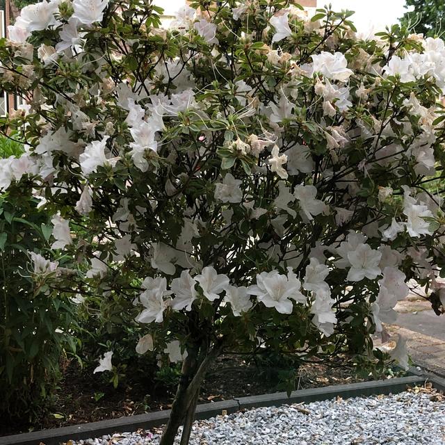 Picture for question