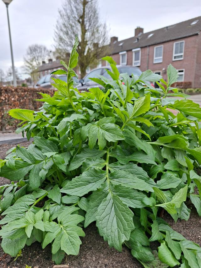 Picture for question