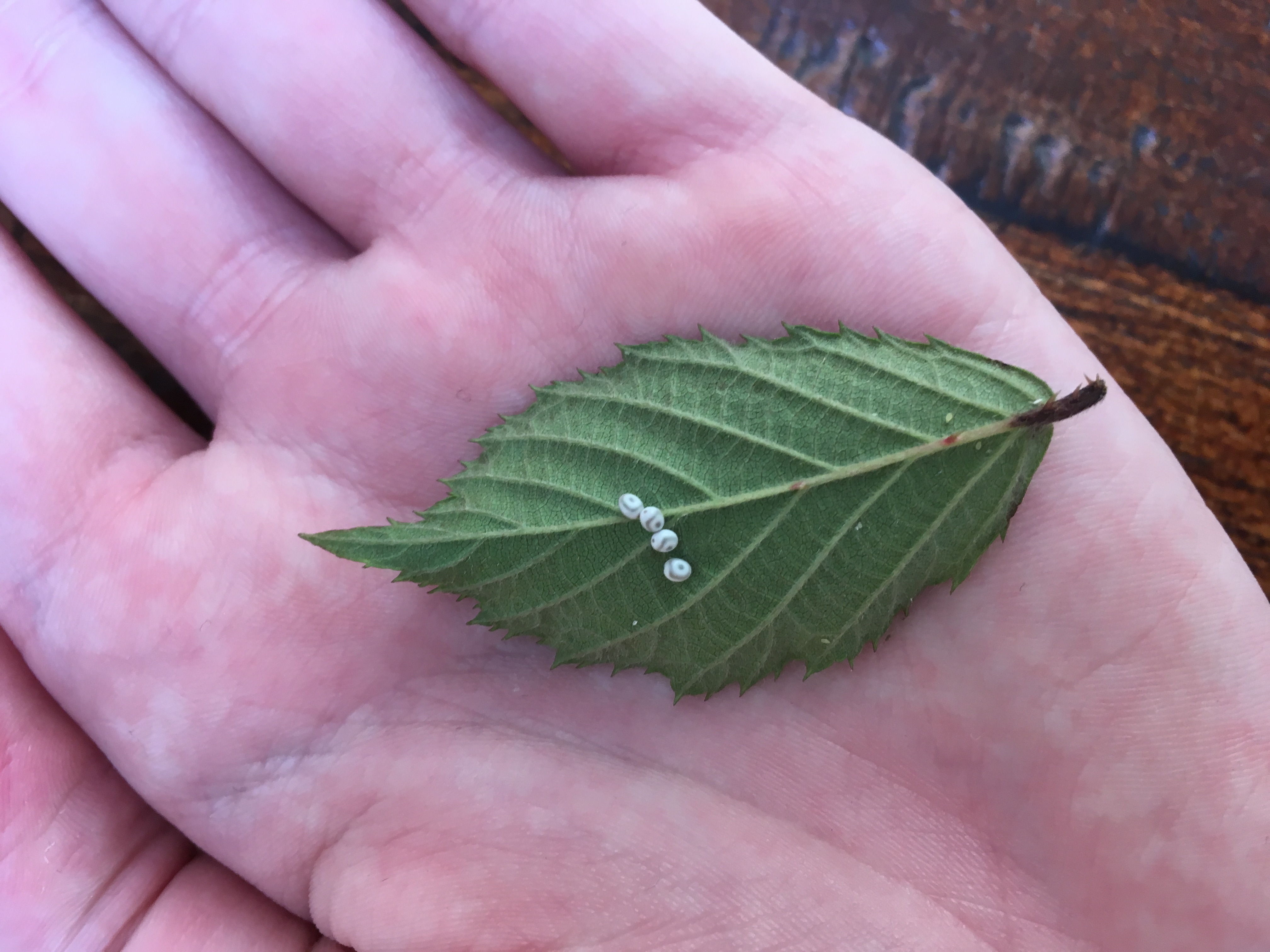 Picture for question