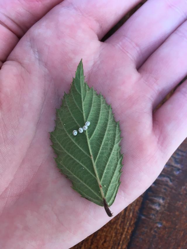 Picture for question