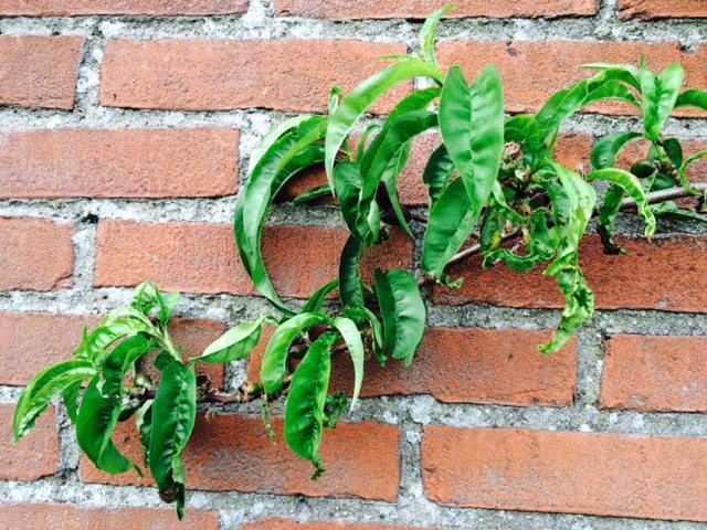 Picture for question