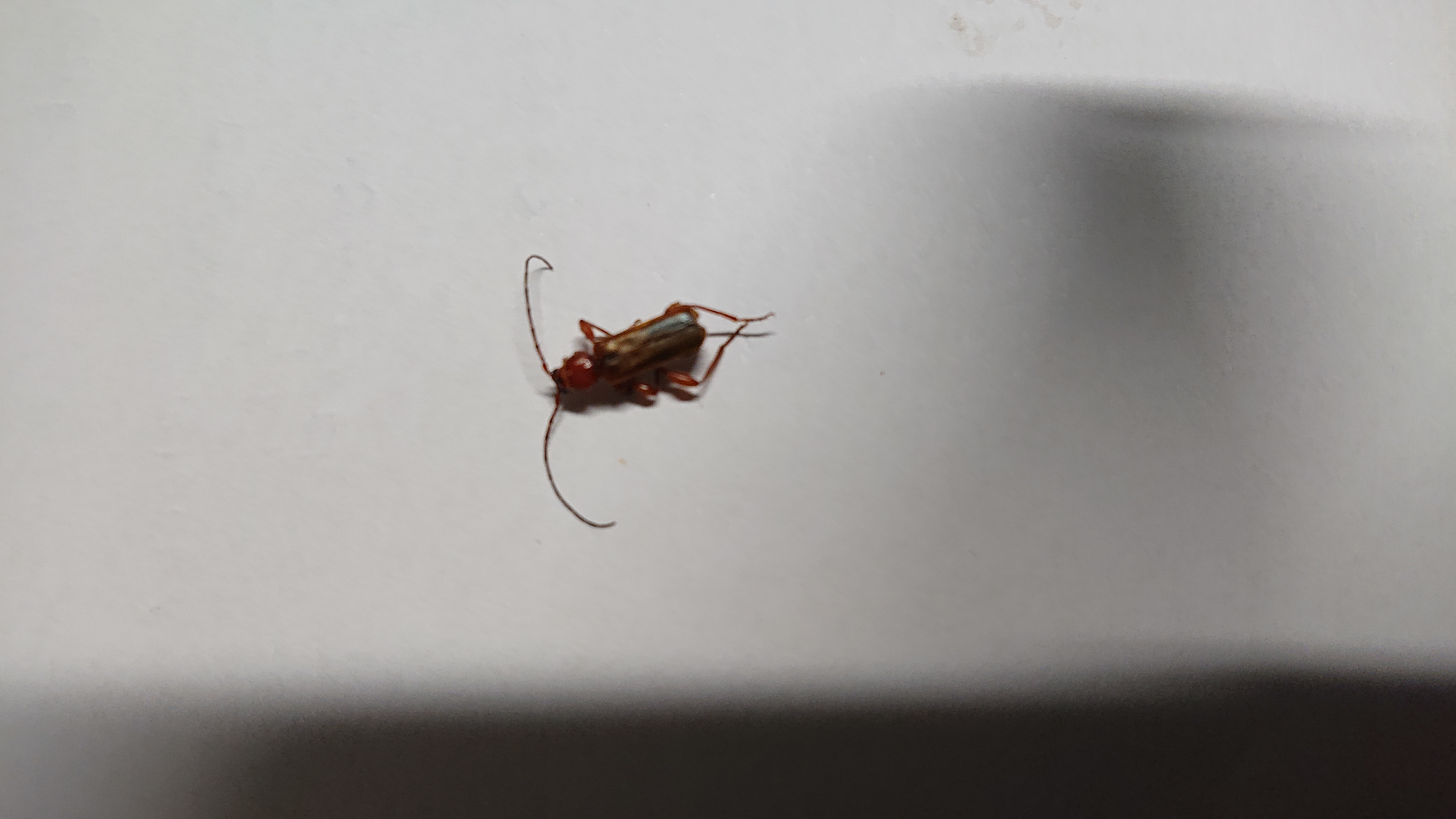 Picture for question