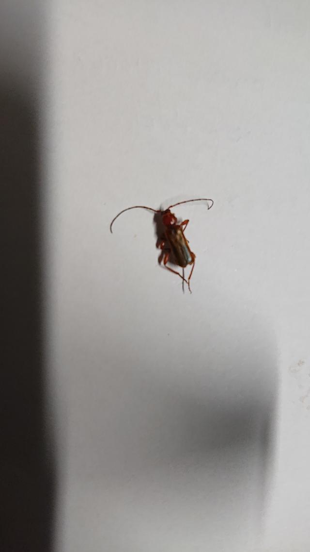 Picture for question