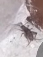 Picture for question