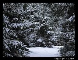 Picture for question