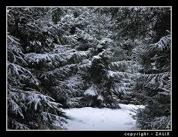 Picture for question