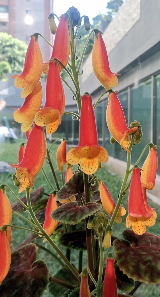 Plaatje bij antwoord