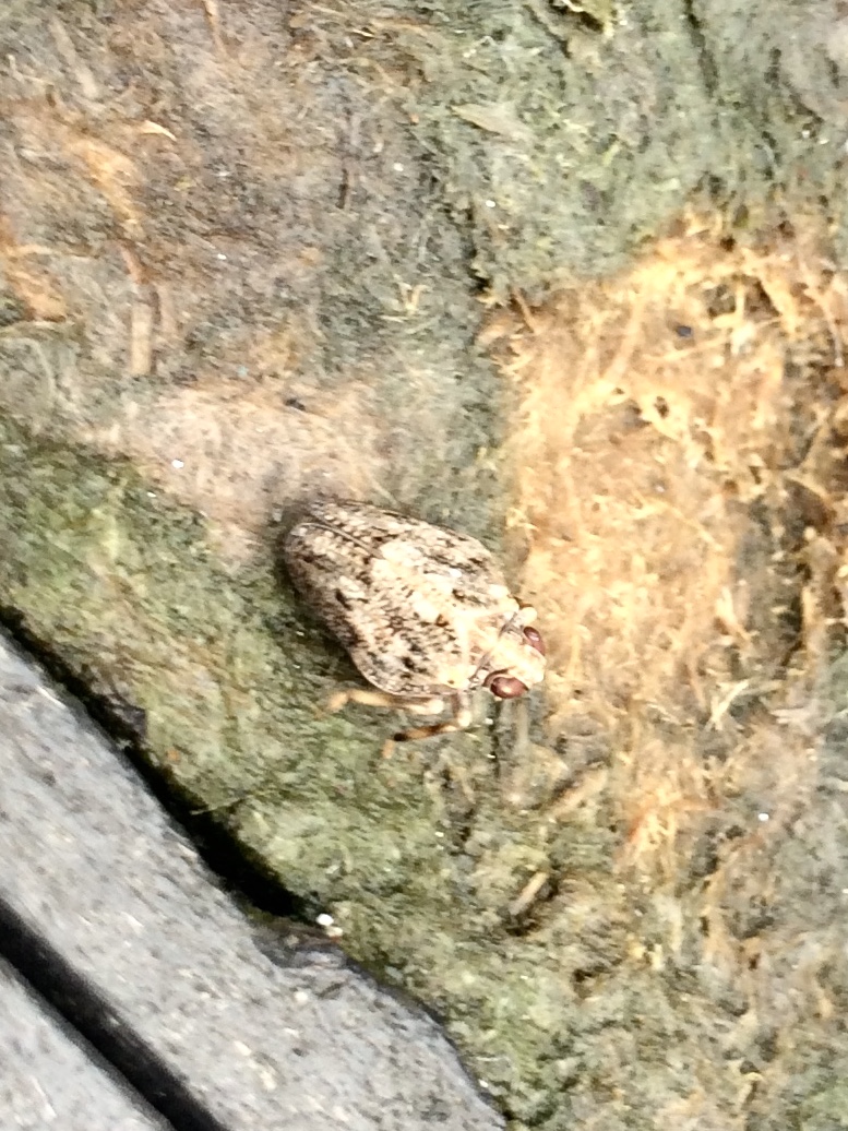 Picture for question