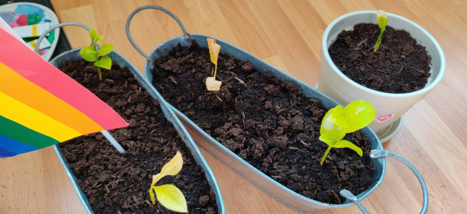 Picture for question