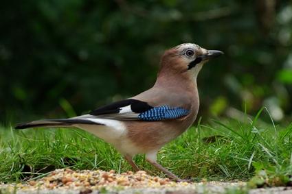 Plaatje bij antwoord
