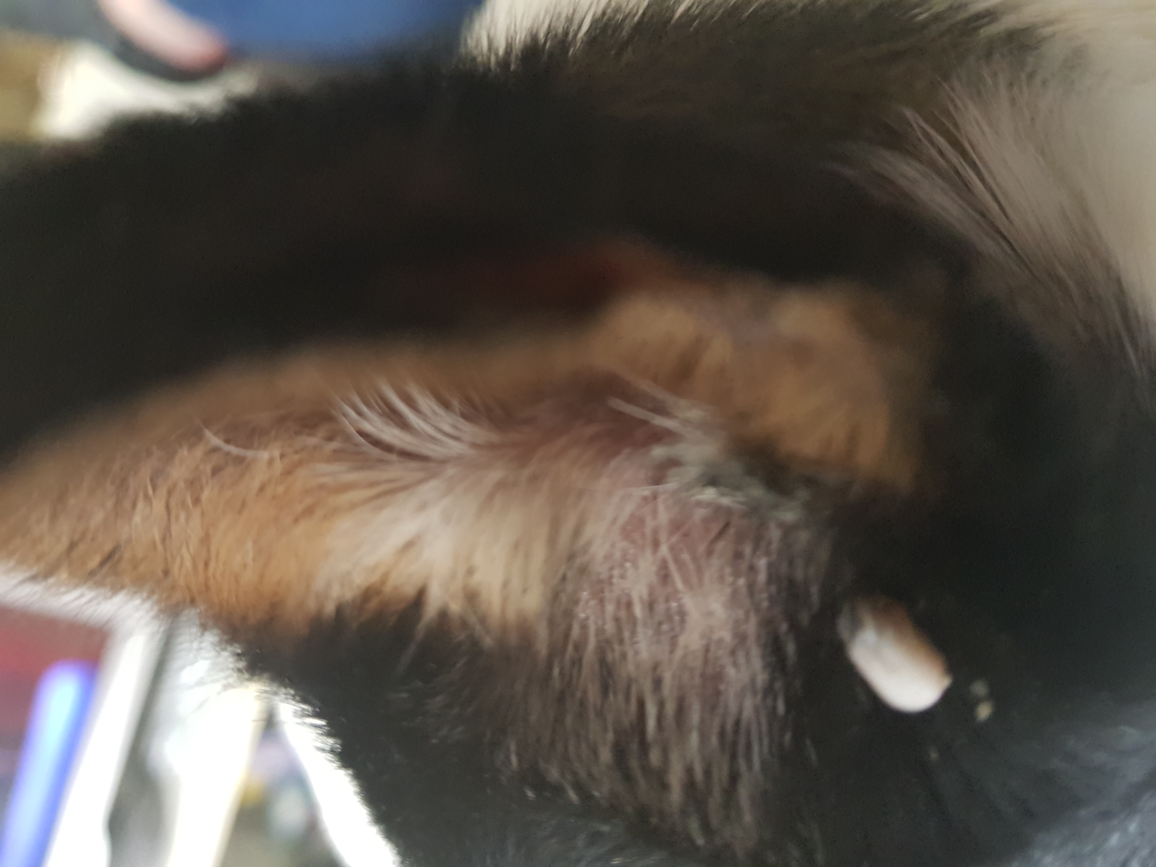 Picture for question