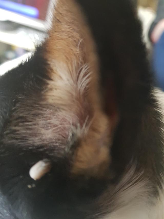 Picture for question