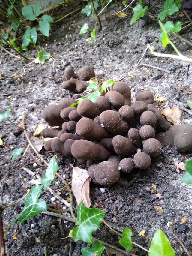 Picture for question