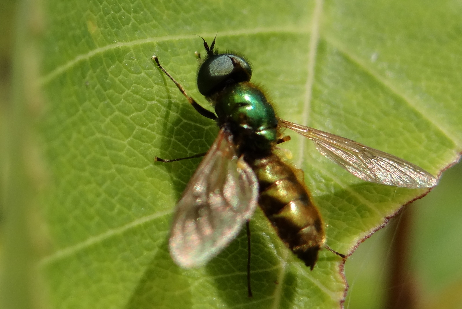 Plaatje bij antwoord