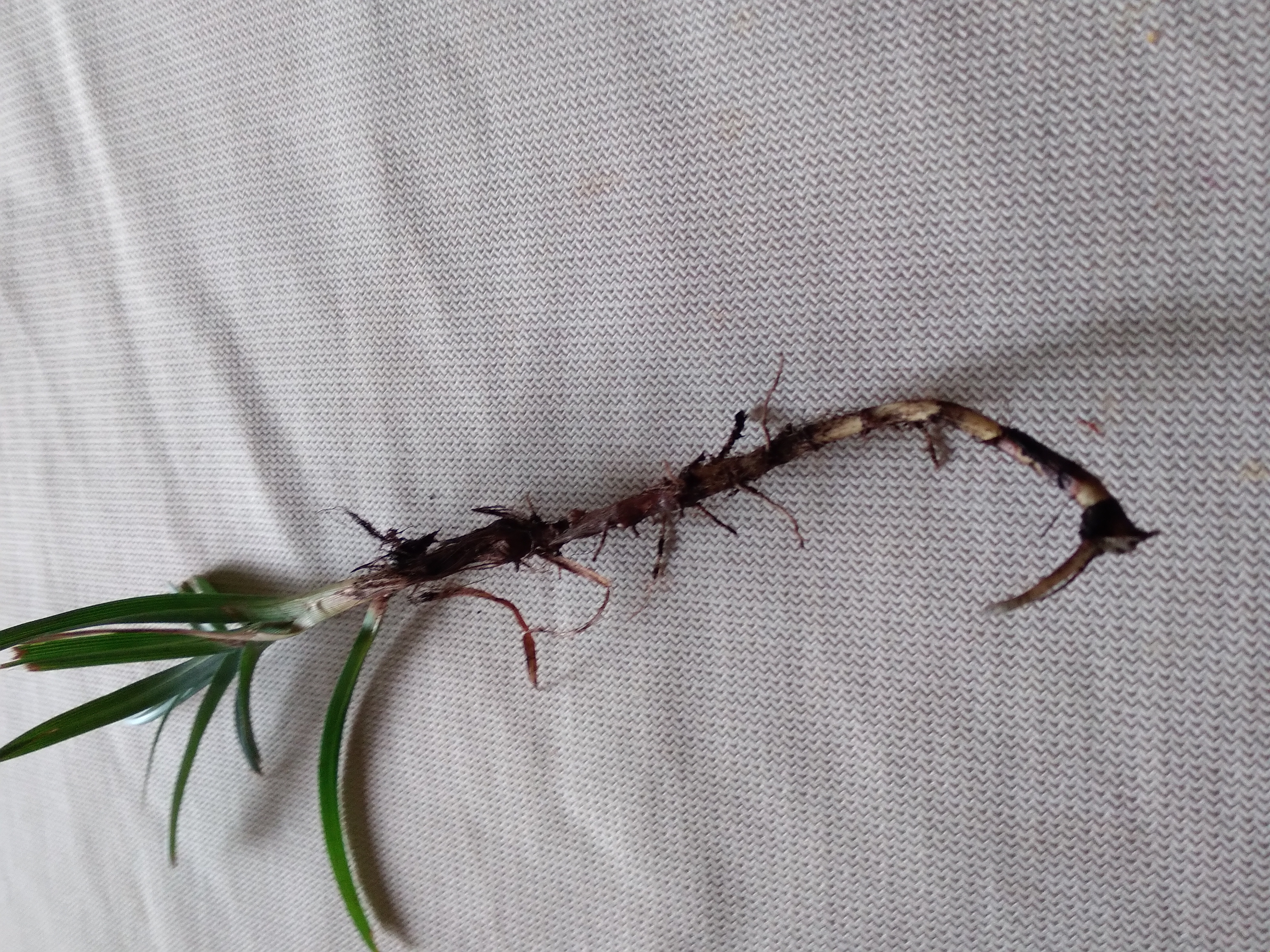 Picture for question