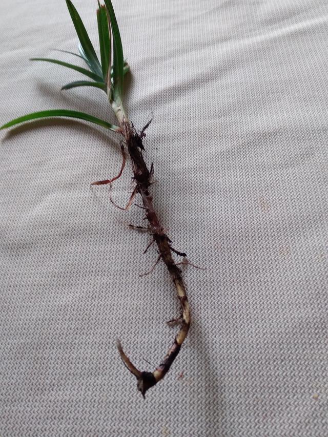 Picture for question