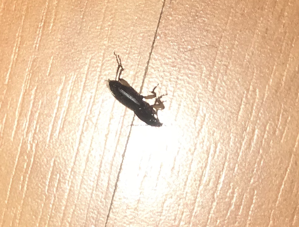 Picture for question