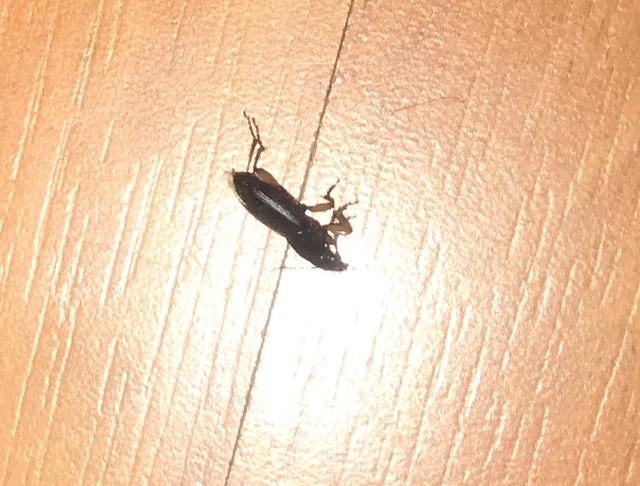 Picture for question