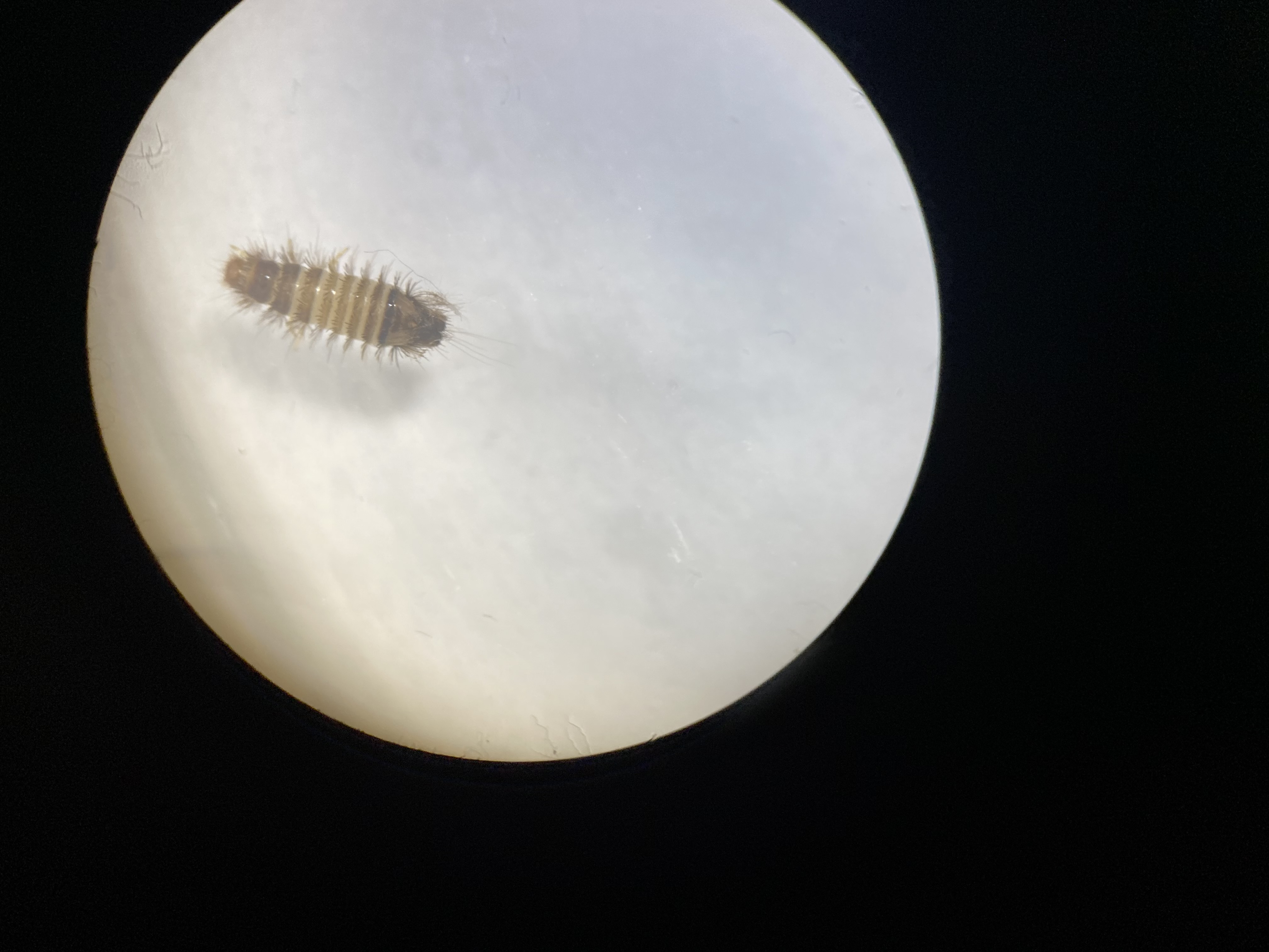 Picture for question