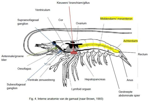 Plaatje bij antwoord