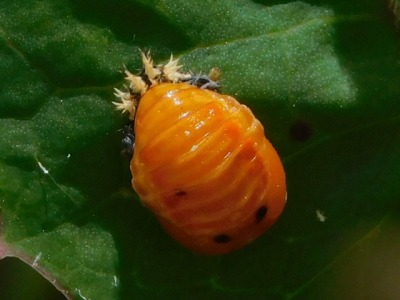 Plaatje bij antwoord