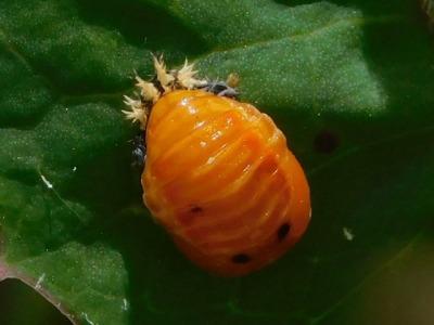 Plaatje bij antwoord