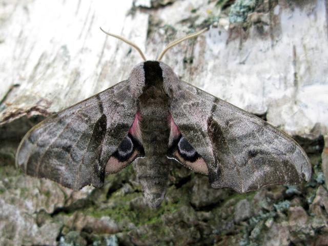 Plaatje bij antwoord