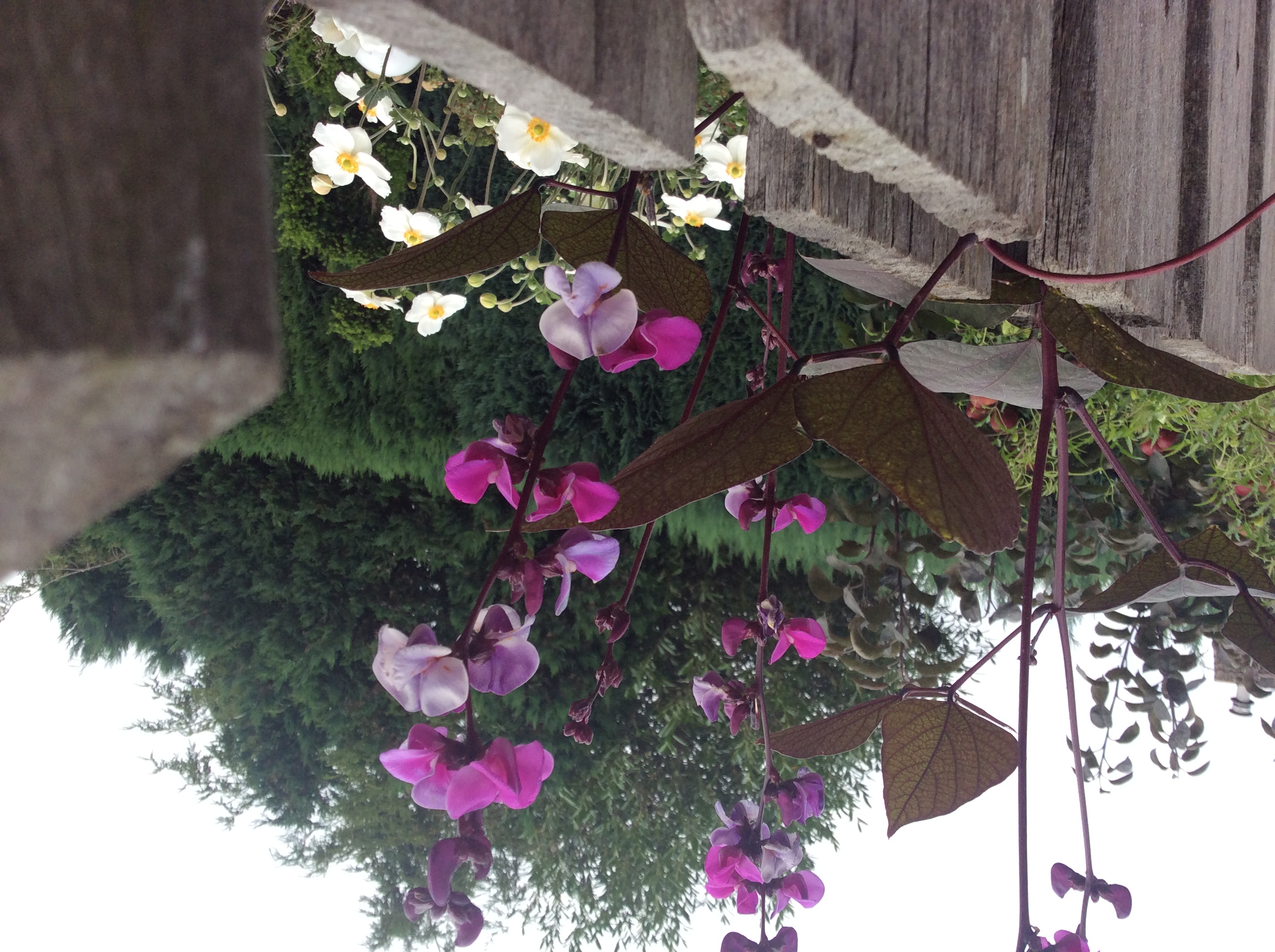 Picture for question