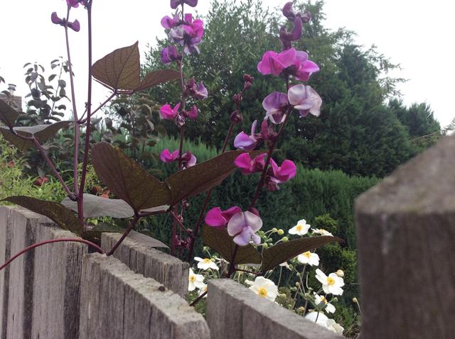 Picture for question