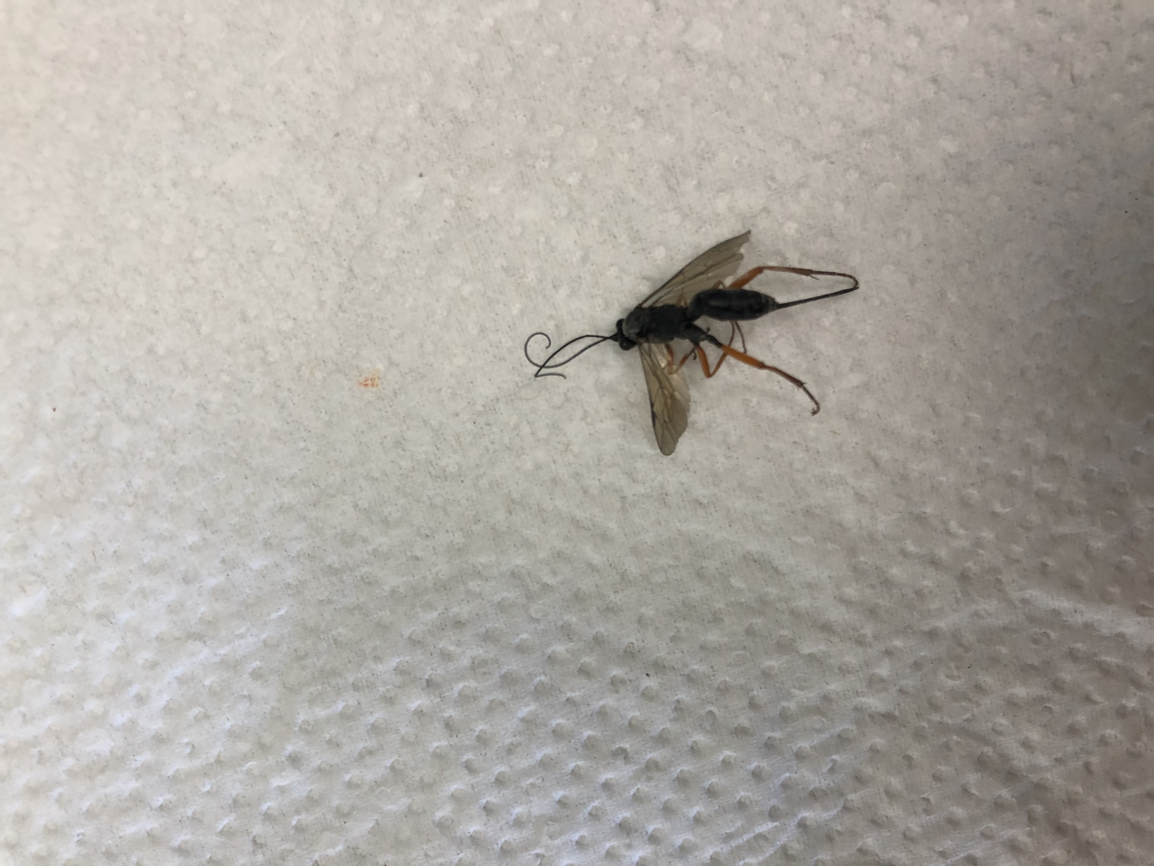 Picture for question