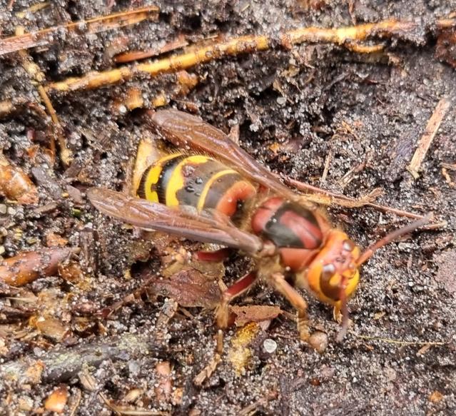 Picture for question