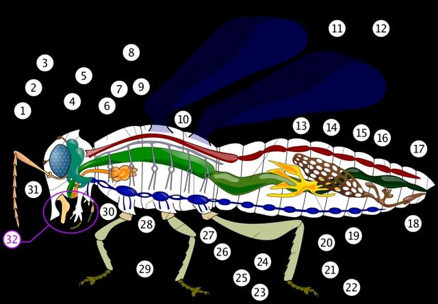 Picture for question