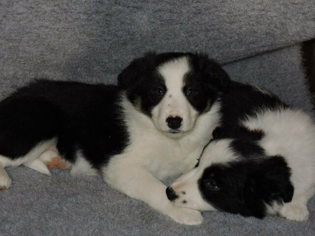 Plaatje bij antwoord