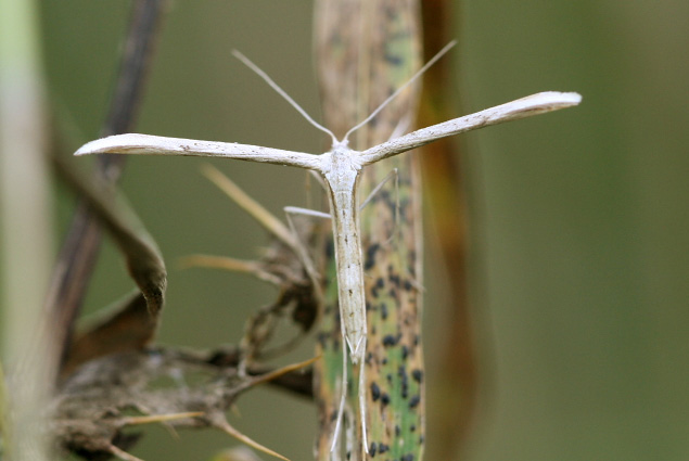 Plaatje bij antwoord