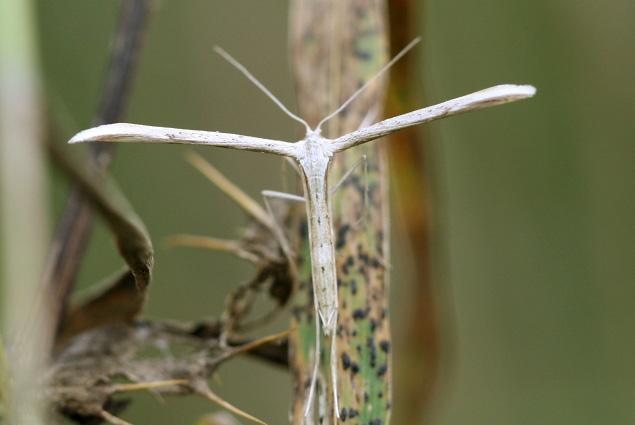 Plaatje bij antwoord
