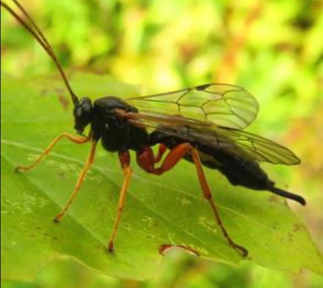 Plaatje bij antwoord