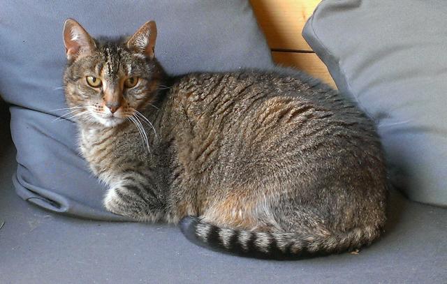 Picture for question