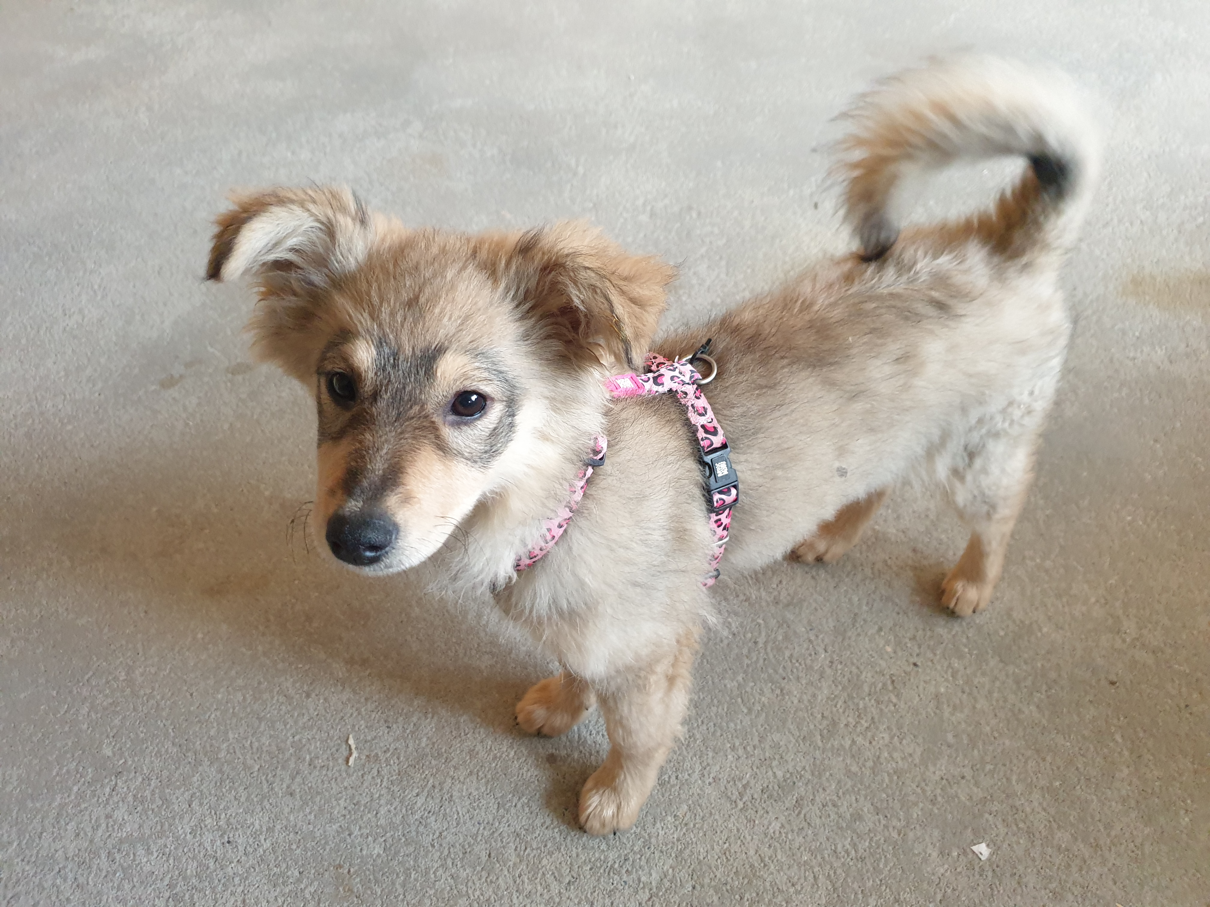 Picture for question